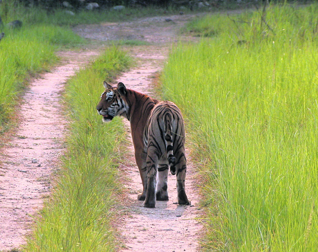 Nepal nears target of doubling tiger population